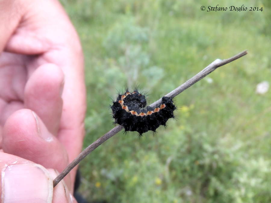 larva da identificare - Saturnia (Eudia) pavoniella